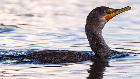 Double-crested Cormorant