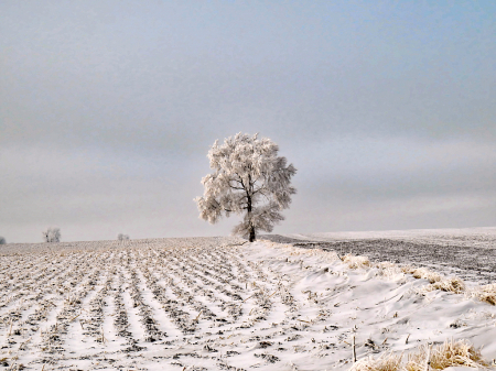 Tree On The Hill