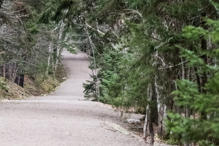 Carriage Roads Of Acadia National Park!