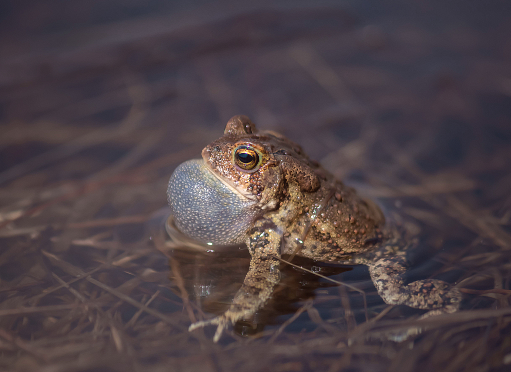 American Toad Trying to Attract the Ladies