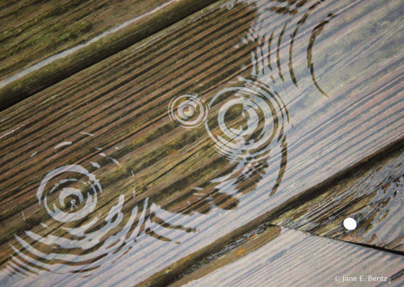 Raindrops - 2021 Photo Challenge - Day 5