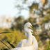 2Love Egrets #2391 - ID: 15902703 © Zelia F. Frick