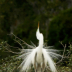 2Majestic Egret #4877 - ID: 15902704 © Zelia F. Frick