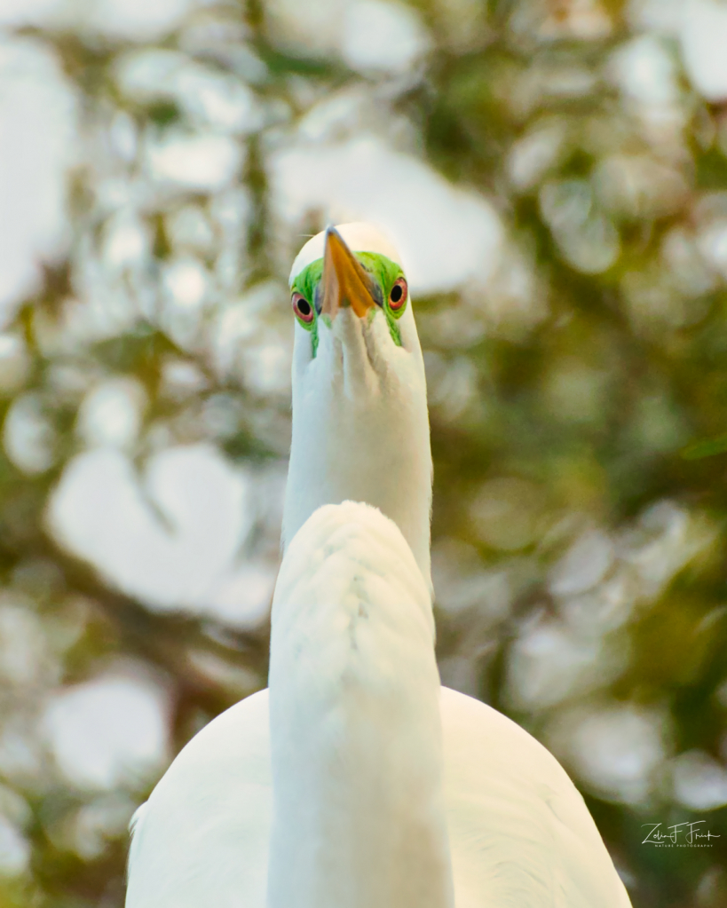 Green Eyes - ID: 15902706 © Zelia F. Frick