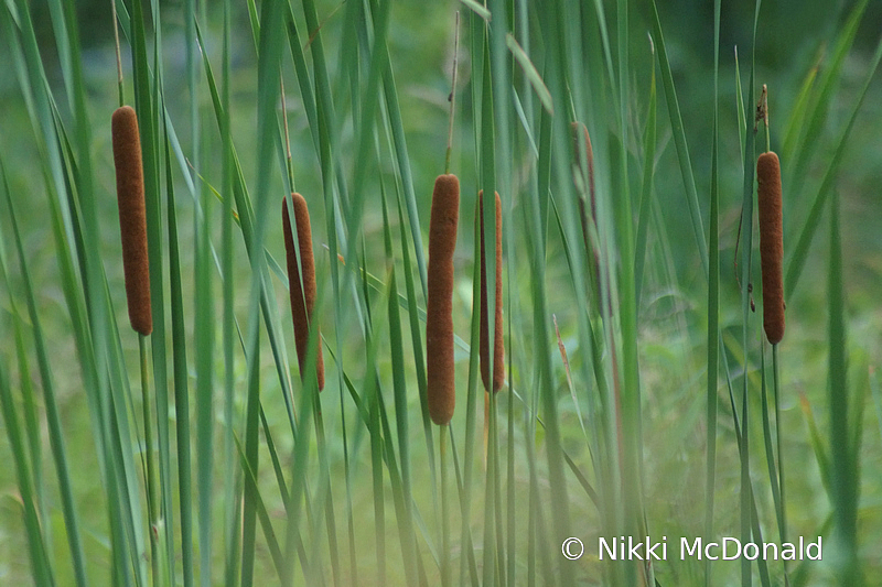 Cattails