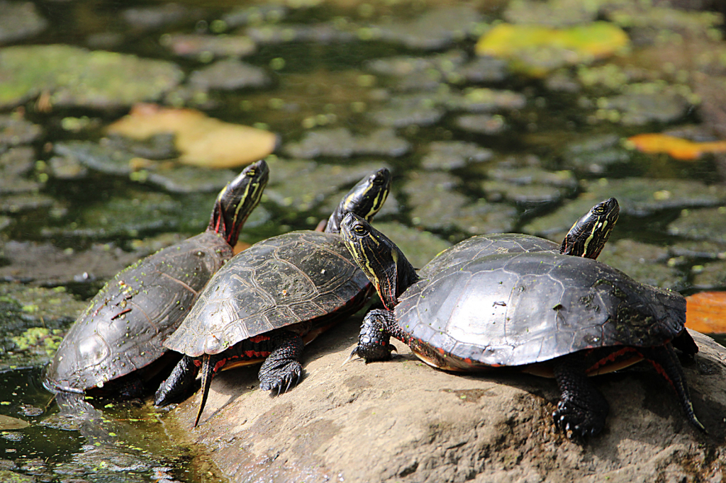 Turtles