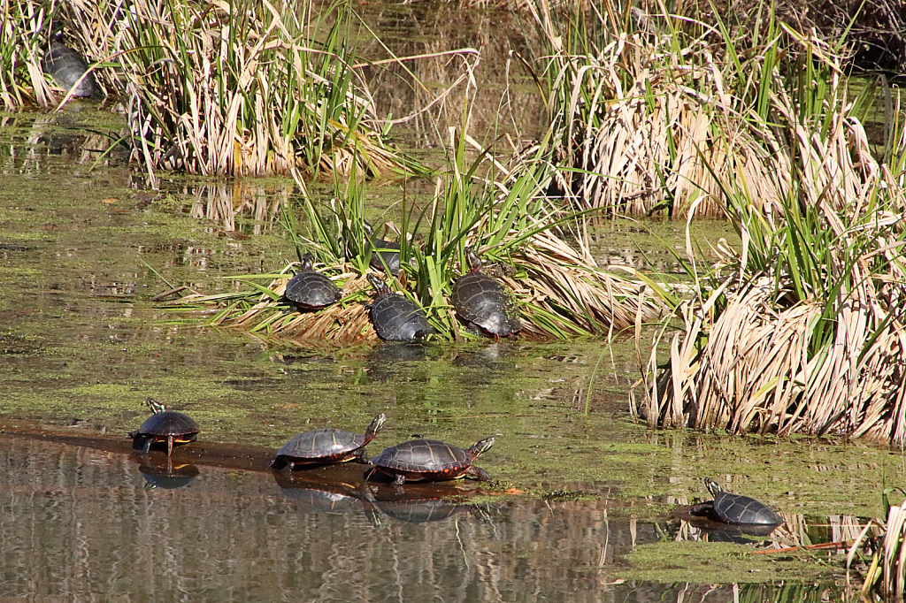 Sunbathers