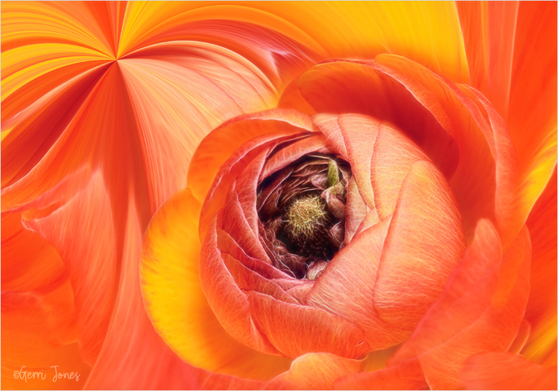 Ranunculus Swirls