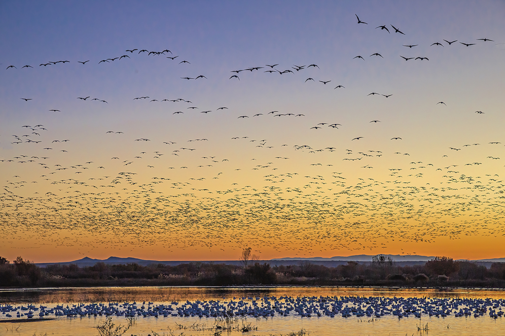 Cranes and Geese at Sunrise    
