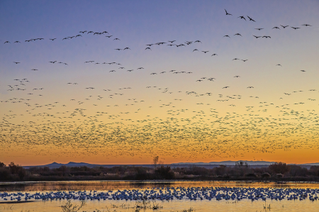 Cranes and Geese at Sunrise    