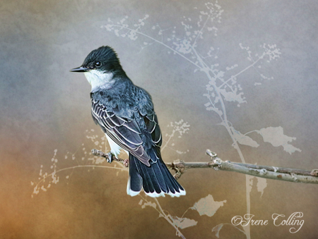 Kingbird