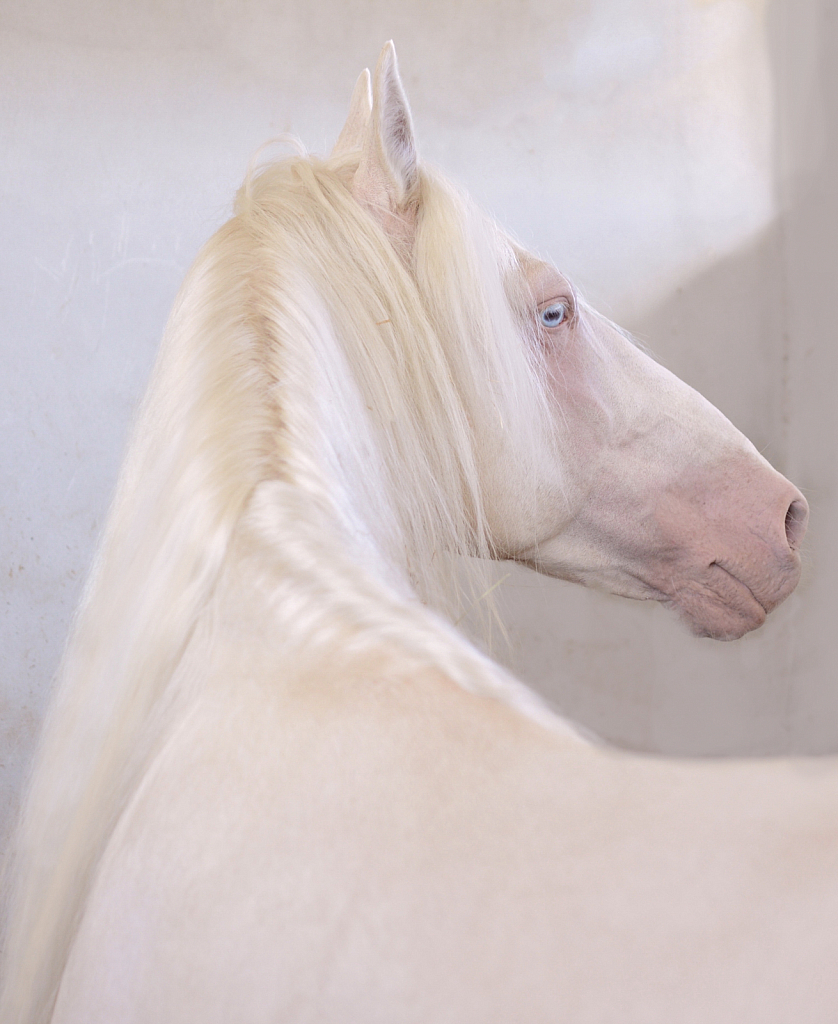 Portrait Of A Cremello Horse