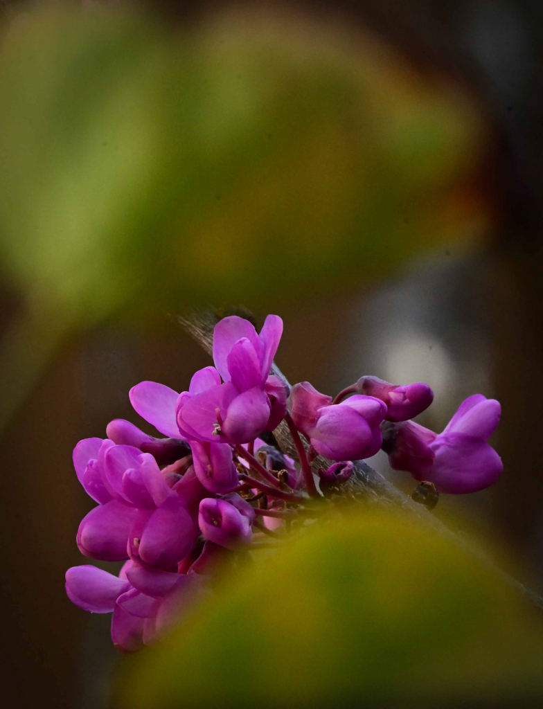 Photo Challenge Day 10:  Redbud