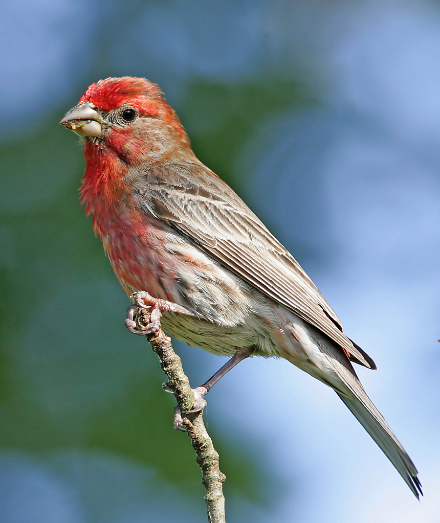 House Finch