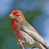 © Janet Criswell PhotoID# 15910200: House Finch