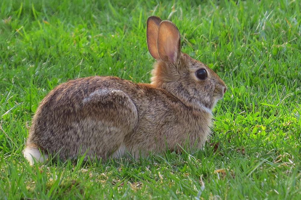 Cottontail Rabbit