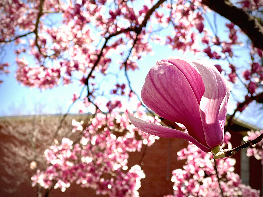 Framing with the Background 