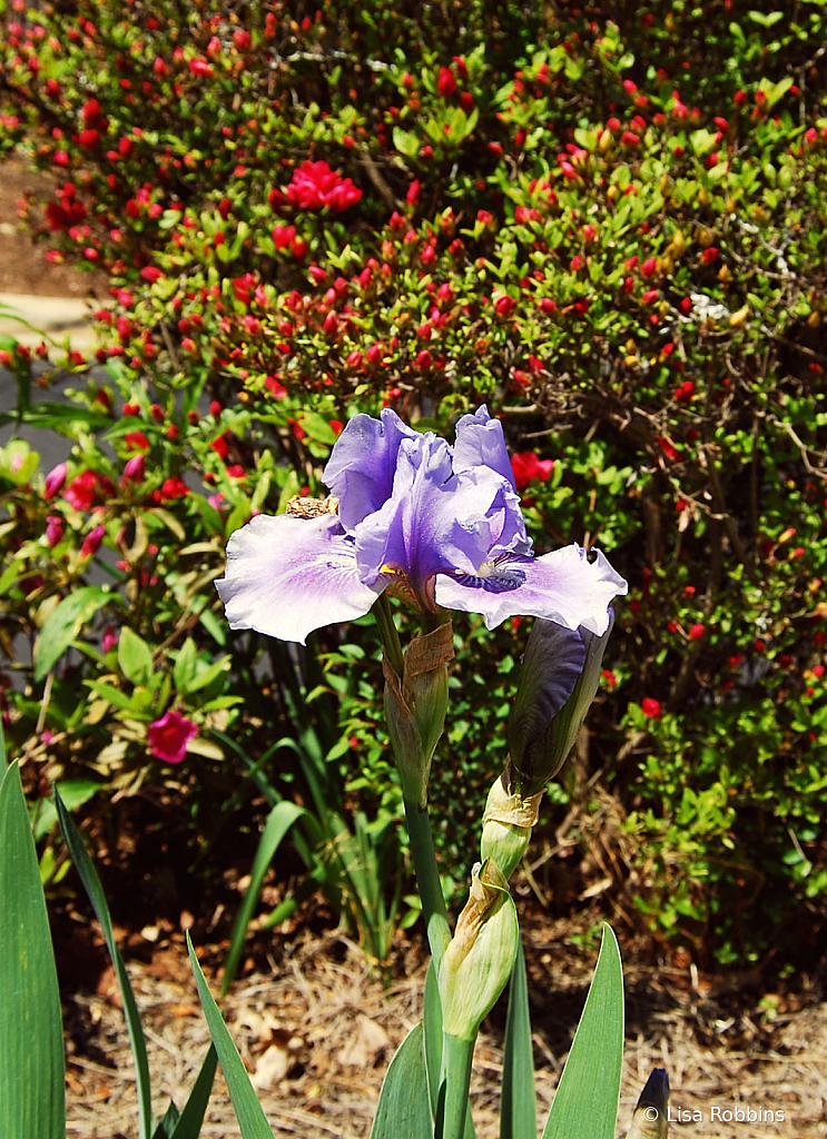 2021 Photo Challenge - Day 11 - Lonely Iris