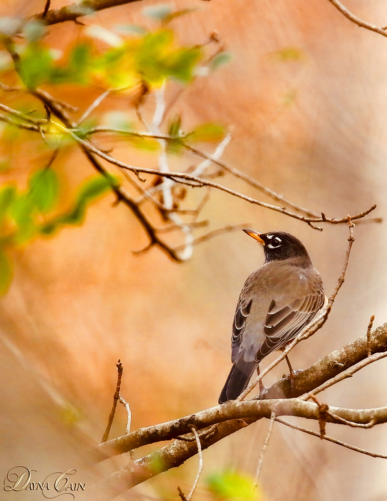 Portrait Of A Robin