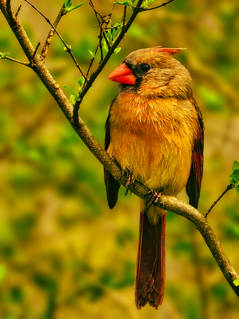 Female Cardinal 2021 Photo Challenge (Day 12)