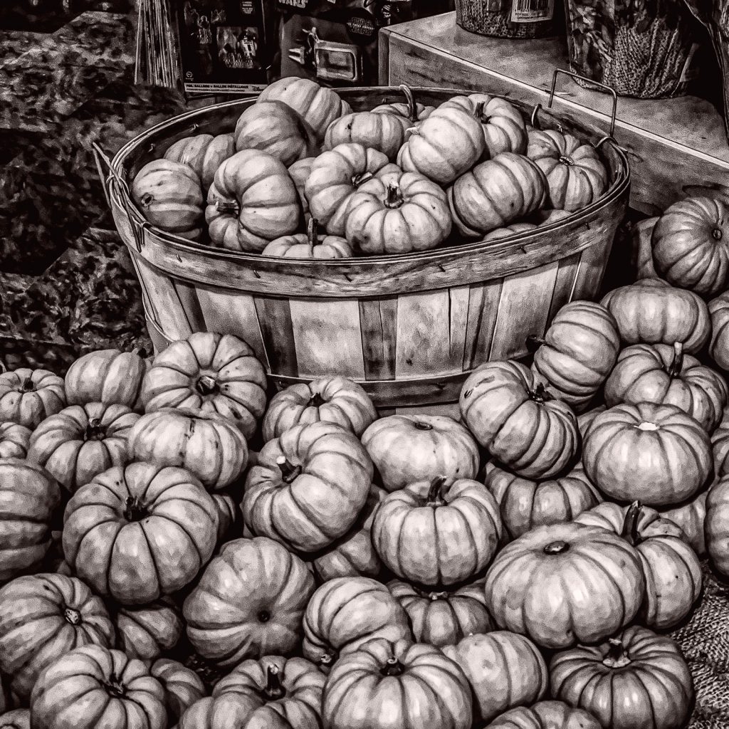 Pumpkins Galore