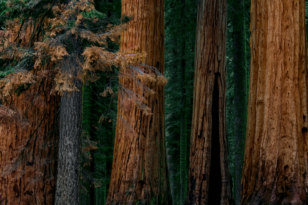 Trees...Sequoia