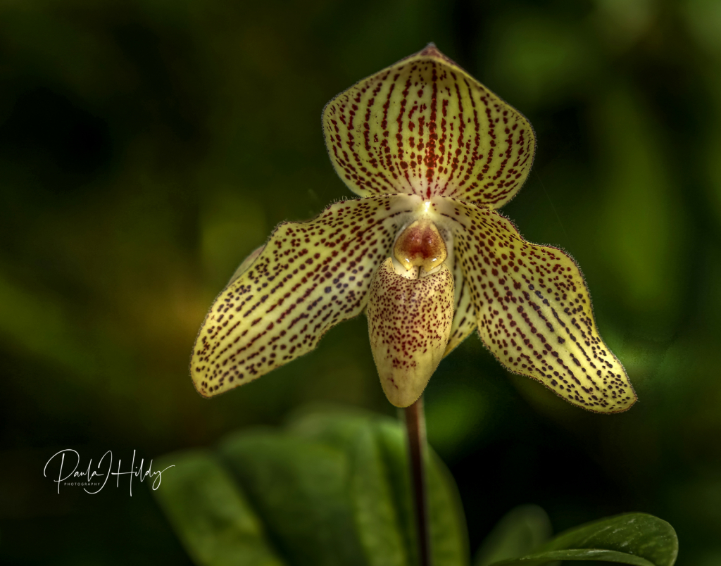 Leopard Colored Orchid - ID: 15910770 © Paula Hildy