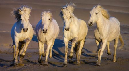 White Stallions of Camargue