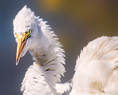 Pufffed Up Egret Portrait