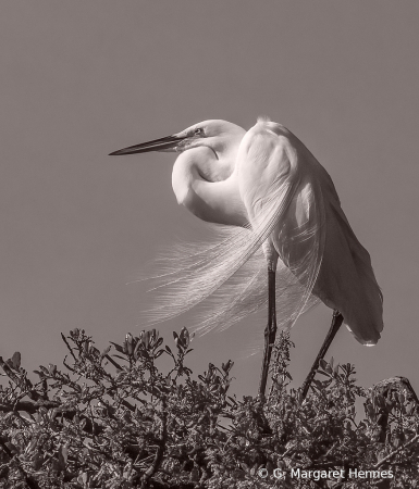 Blowing in the Wind