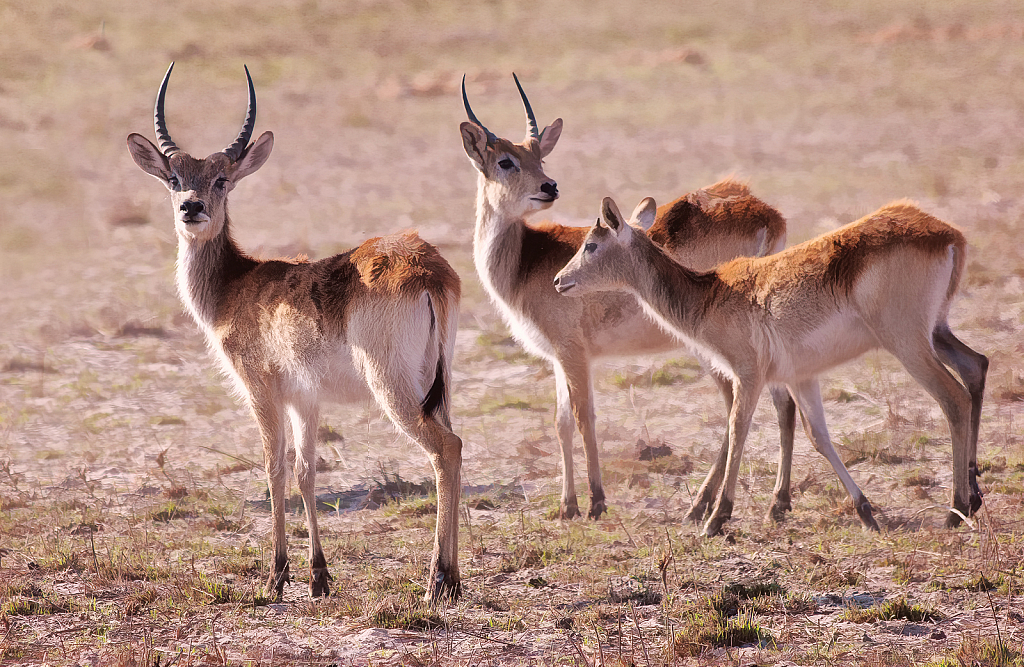 Red Lechwe Family