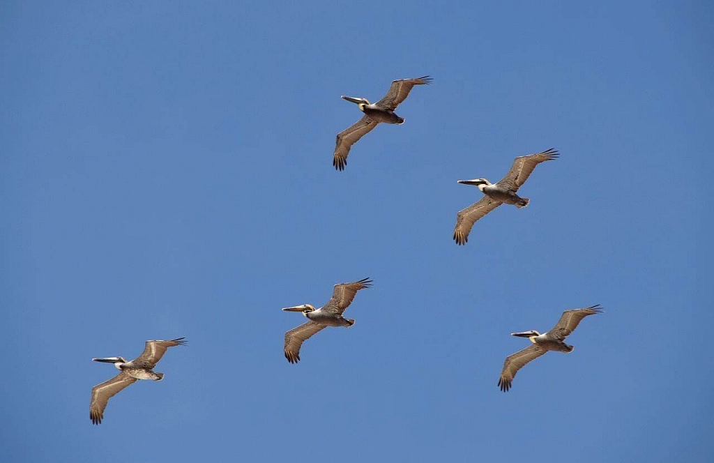 Pelicans is Pensacola Beach is G.G. Leger