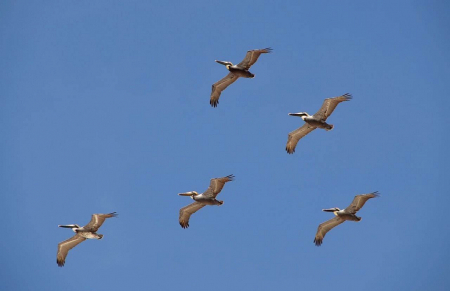 Pelicans is Pensacola Beach is G.G. Leger