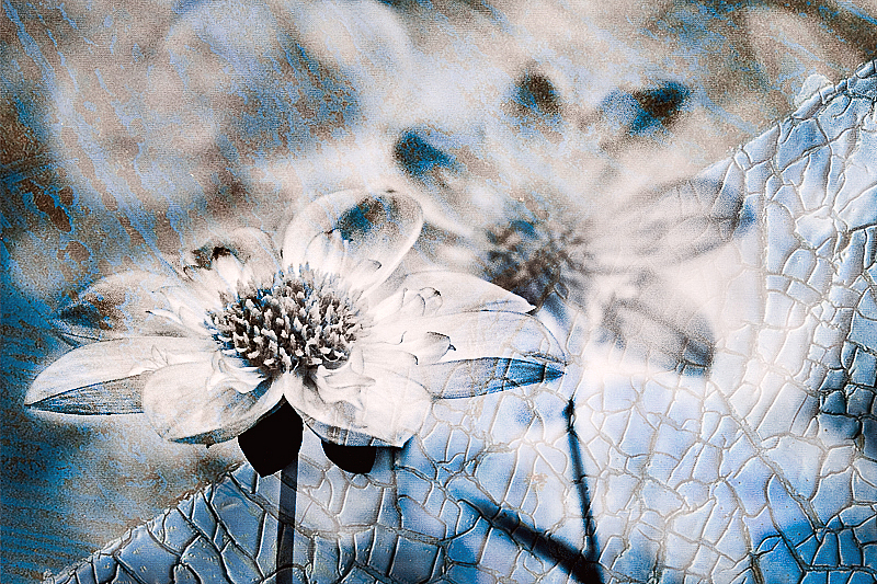 Floral - ID: 15905016 © Marilyn Cornwell