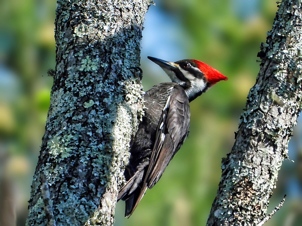 Pileated Woodpecker - ID: 15905806 © Janet Criswell