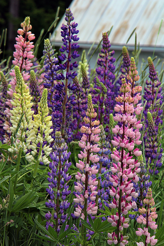 Lupines