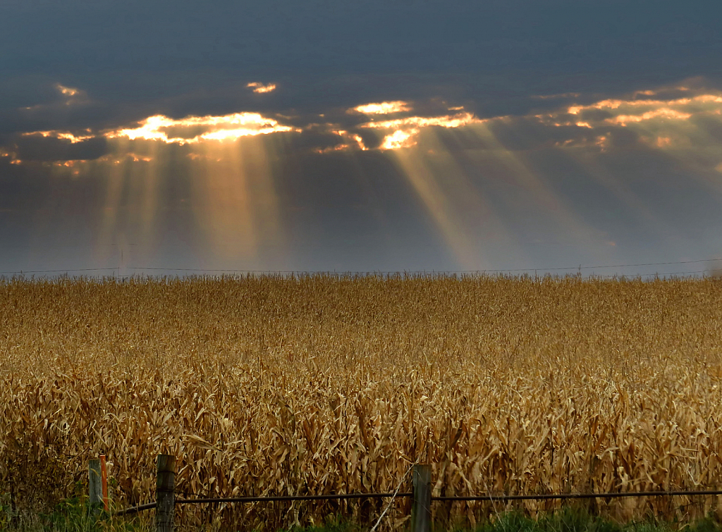 Corn Under Morning Rays - ID: 15909079 © Carolyn  M. Fletcher