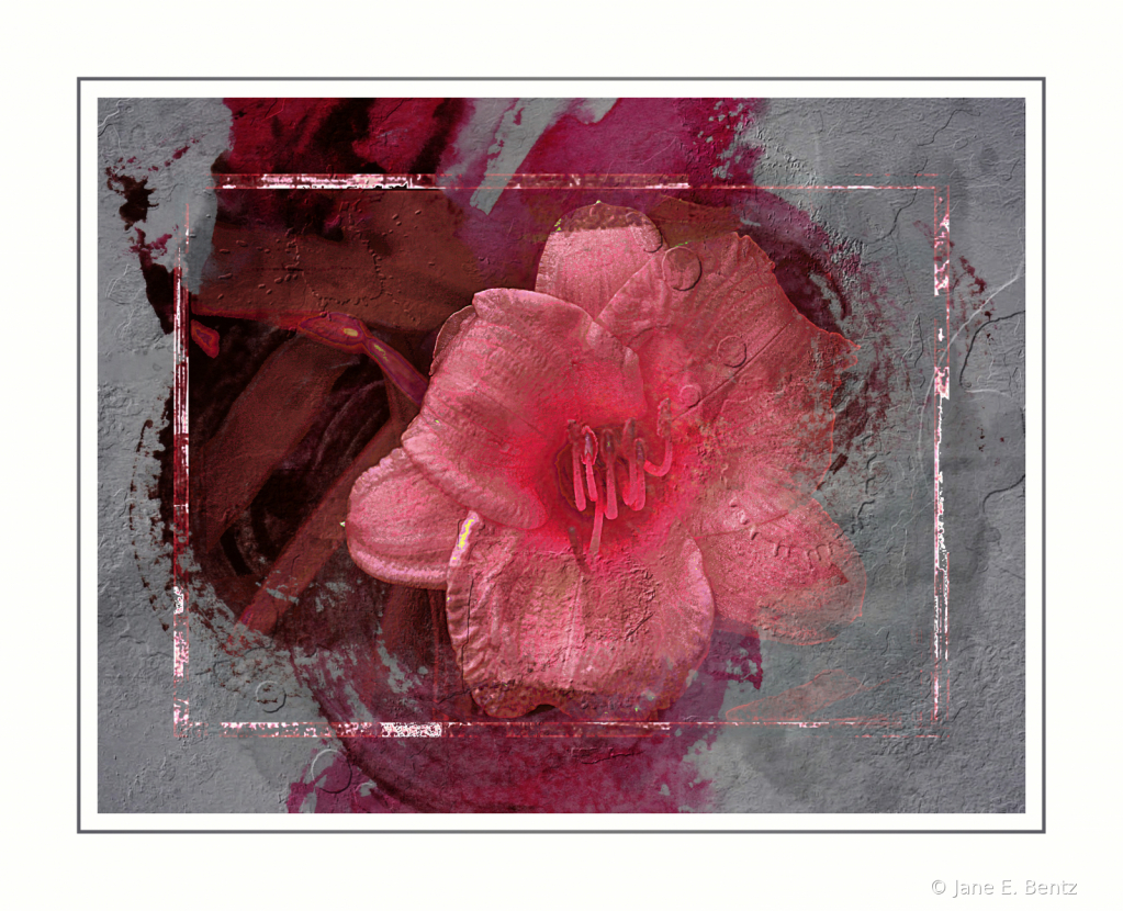 Pink Flower - 2021 Photo Challenge - Day 9