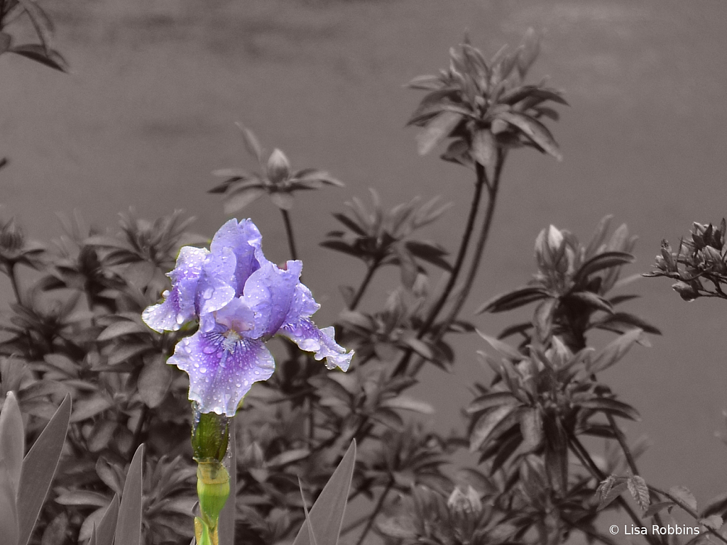 2021 Photo Challenge - Raindrops on Iris