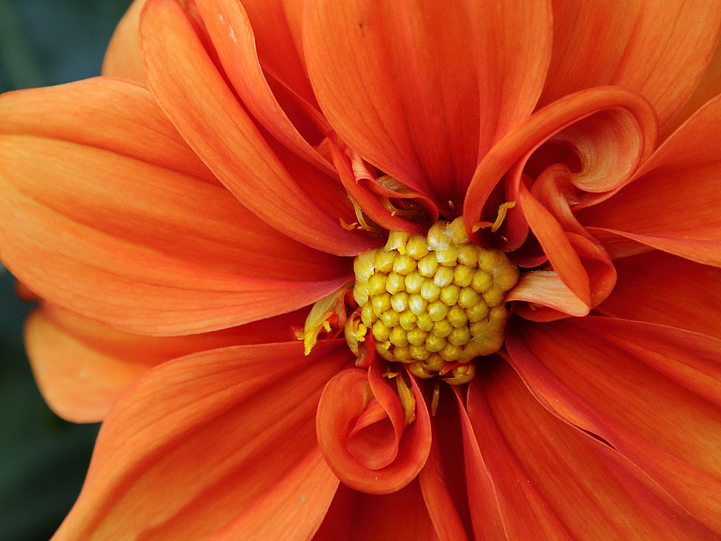 Orange dahlia close up