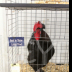 © Tracy Bazemore PhotoID# 15909665: chicken7423