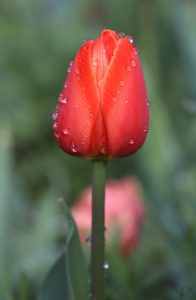 Tulip Teardrops