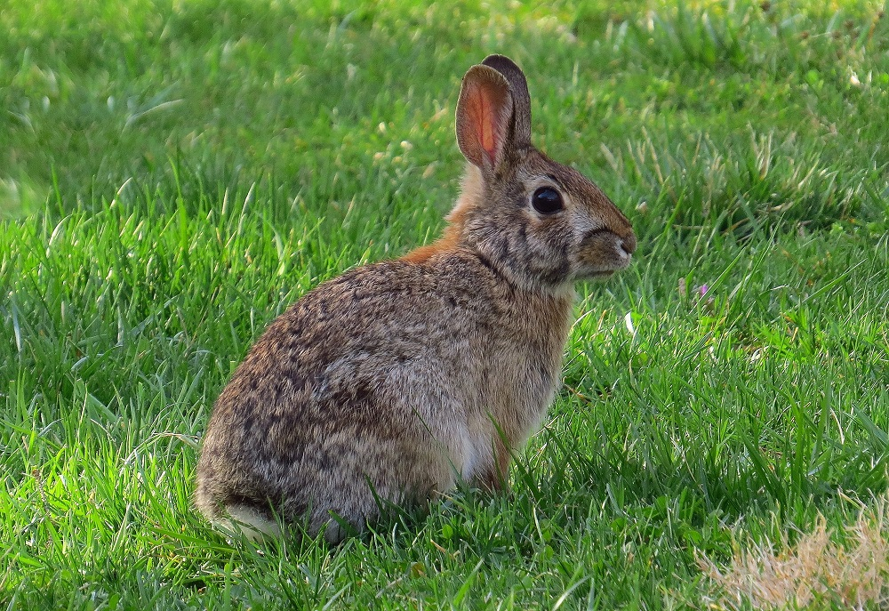 Wild Rabbit