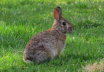 Wild Rabbit
