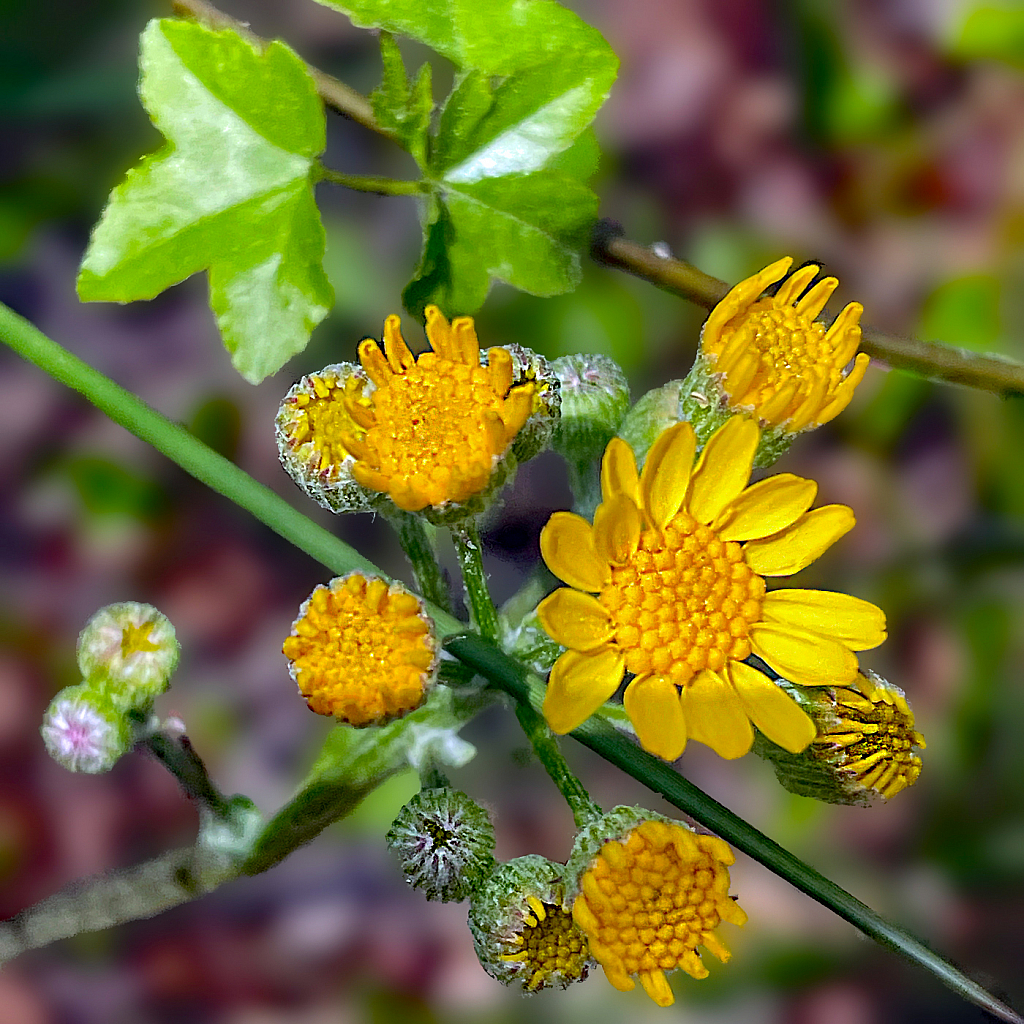 Wildflowers  2021 Photo Challenge (Day 14)