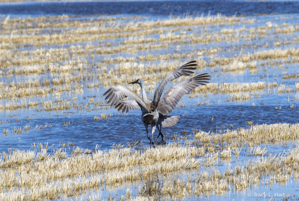 Sandhill Cranes - ID: 15911495 © Tracy L. Hart