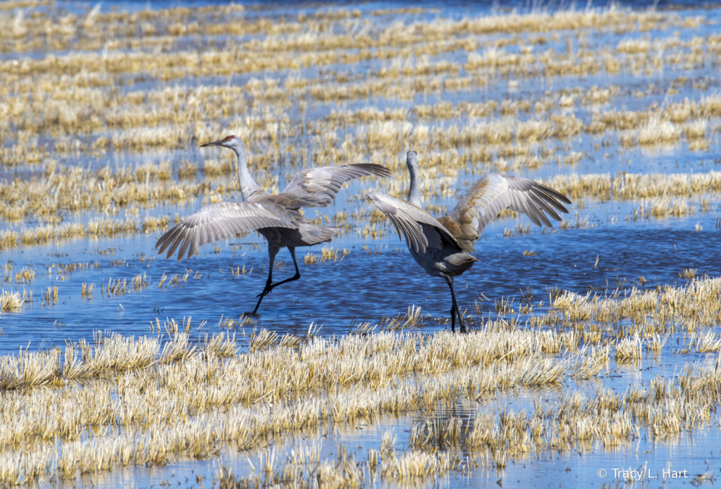 Sandhill Cranes - ID: 15911496 © Tracy L. Hart