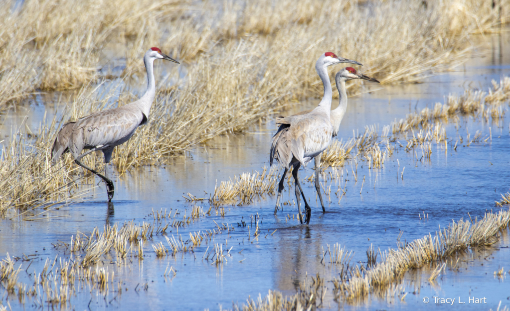 Sandhill Cranes - ID: 15911497 © Tracy L. Hart