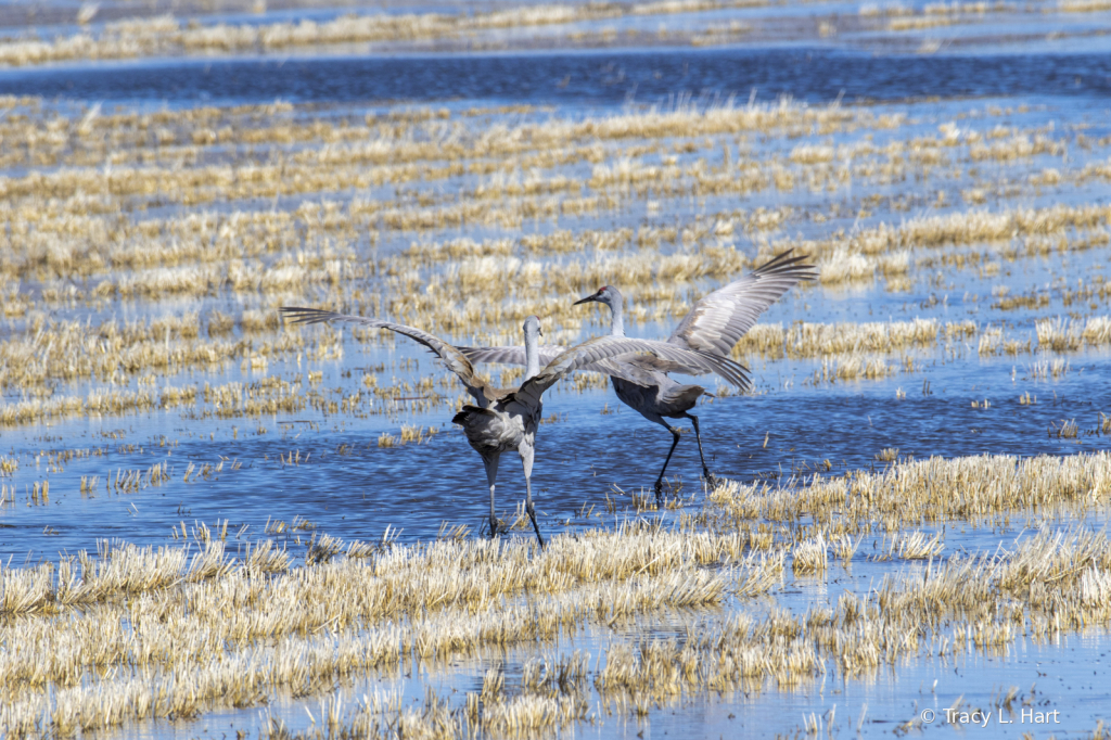 Sandhill Cranes - ID: 15911498 © Tracy L. Hart
