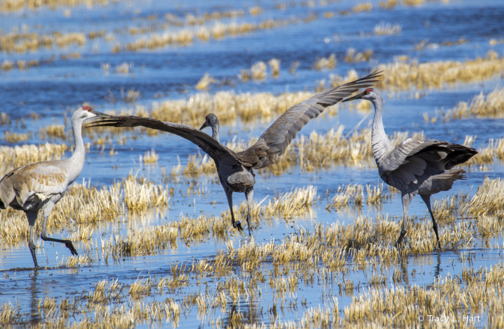 Sandhill Cranes - ID: 15911499 © Tracy L. Hart